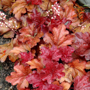 Fire Alarm Coral Bells