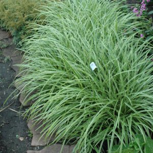 Ice Dance Sedge