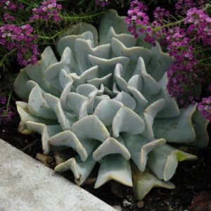 Topsy Turvy Echeveria