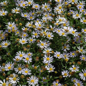 Blue Star Japanese Aster flowers