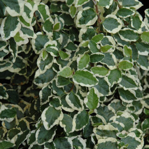 Variegated Creeping Fig foliage