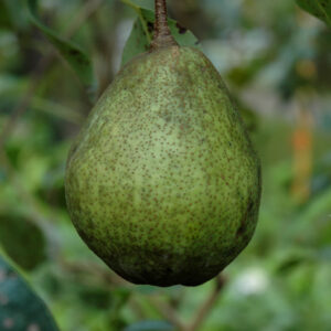 Kieffer Pear fruit