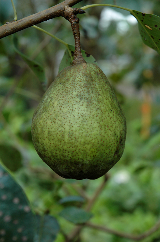Kieffer Pear fruit