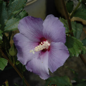 Azurri Blue Satin&reg; Rose of Sharon flowers