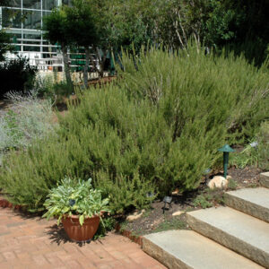 Rosemary