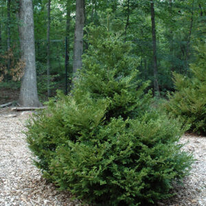 Hiba Arborvitae