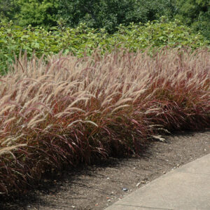 Purple Fountain Grass in bloom