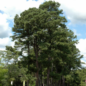 Austrian Pine