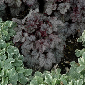 Carnival Plum Crazy Coral Bells
