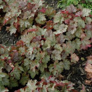 Carnival Fall Festival Coral Bells foliage