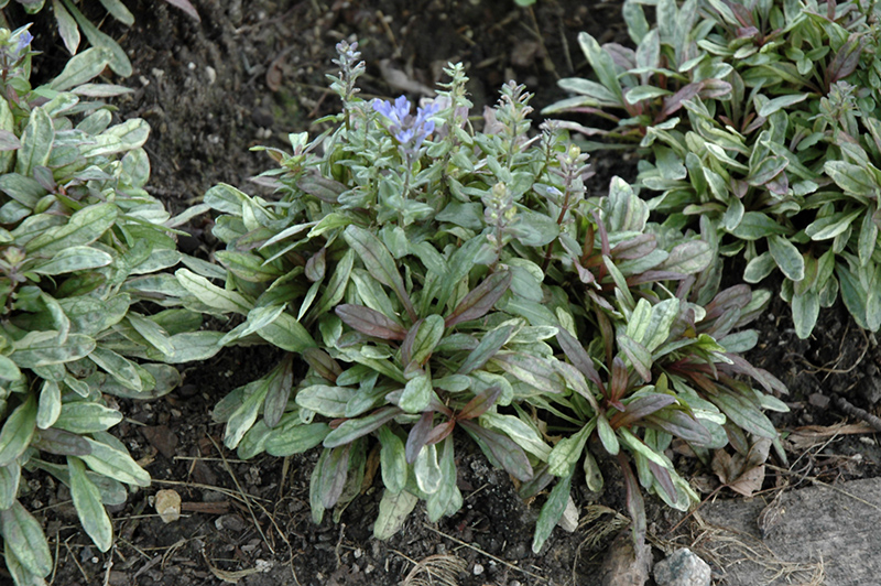 Dixie Chip Bugleweed