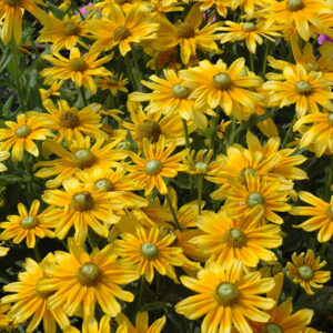 Prairie Sun Coneflower flowers