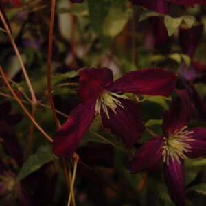 Sweet Summer Love Clematis flowers