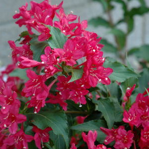Sonic Bloom® Red Reblooming Weigela flowers