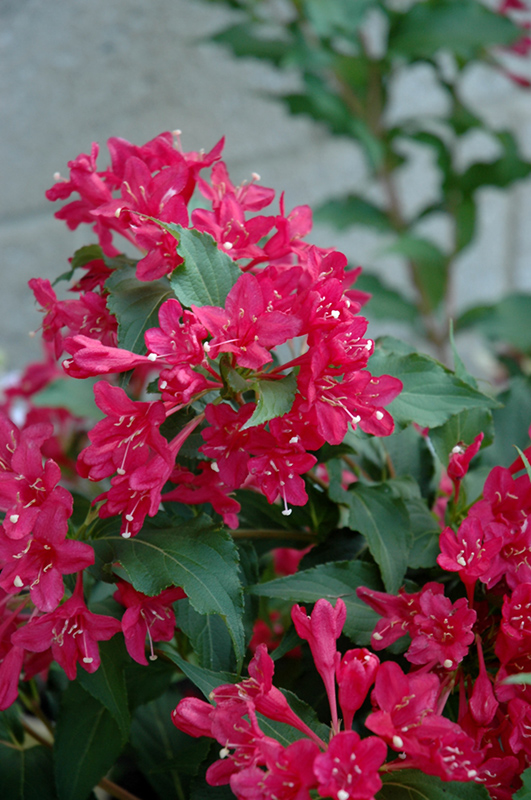 Sonic Bloom® Red Reblooming Weigela flowers
