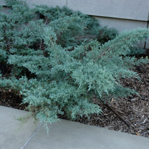 Angelica Blue Juniper