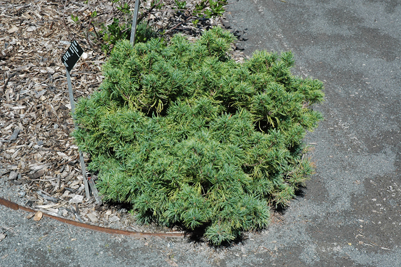 Mini Twists White Pine