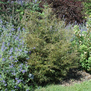 Mercedes Fernleaf Beech