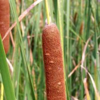 Cattail