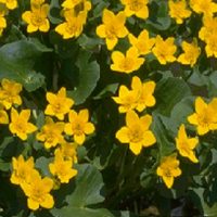 March Marigold