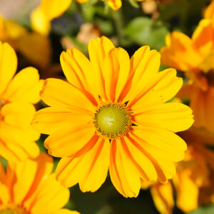 Amarillo Gold Coneflower flowers