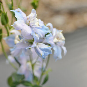 Magic Fountains Sky Blue White Bee Larkspur flowers
