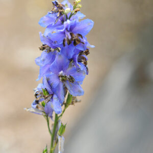 Pacific Giant Blue Jay Larkspur flowers