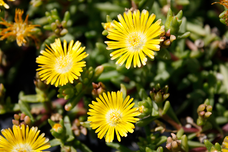 Delmara™ Yellow Ice Plant flowers
