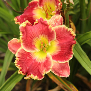 Born To Run Daylily flowers