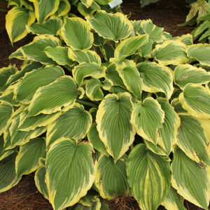 Drop Dead Gorgeous Hosta