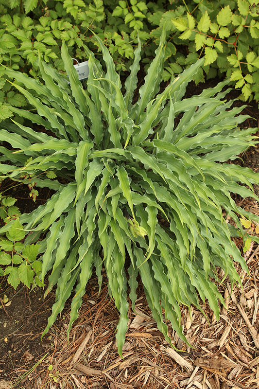 Silly String Hosta