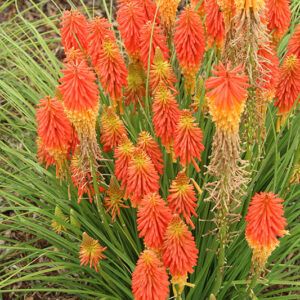 Papaya Popsicle&trade; Torchlily in bloom