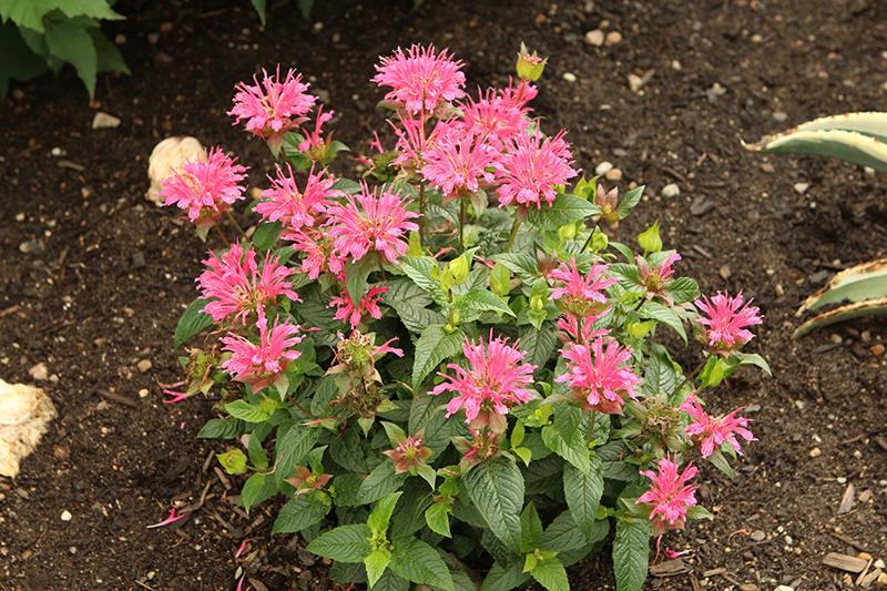 Pardon My Rose Beebalm in bloom