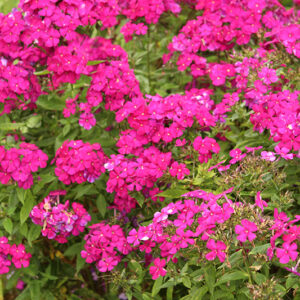 Luminary&trade; Ultraviolet Garden Phlox flowers