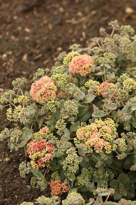 Rock 'N Grow® Coraljade Stonecrop flowers