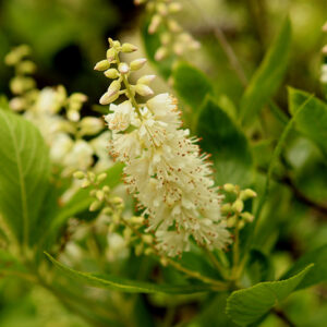 Summersweet flowers