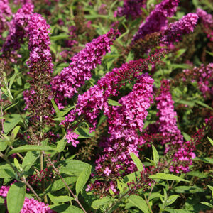 Lo & Behold&reg; Ruby Chip Butterfly Bush flowers