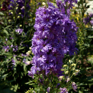 Delgenius&reg; Breezin Larkspur flowers