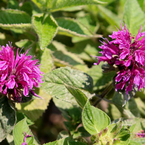 Bee-You&trade; Bee-Free Beebalm flowers
