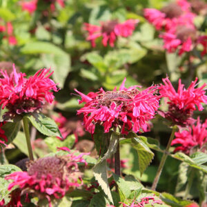 Bee-You&trade; Bee-Happy Beebalm flowers