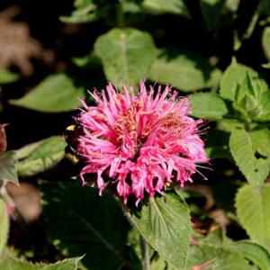 Bee-You&trade; Bee-Lieve Beebalm flowers