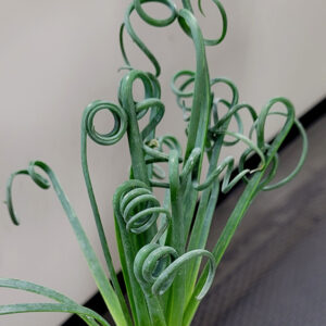 Frizzle Sizzle Albuca foliage