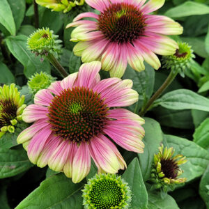 Sweet Sandia Coneflower flowers