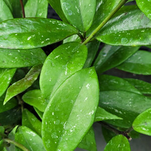 Hoya Pubicalyx foliage