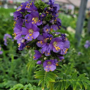 Heavenly Habit Jacob's Ladder flowers