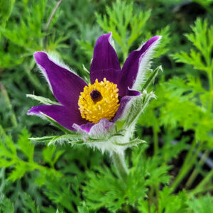Pasqueflower flowers
