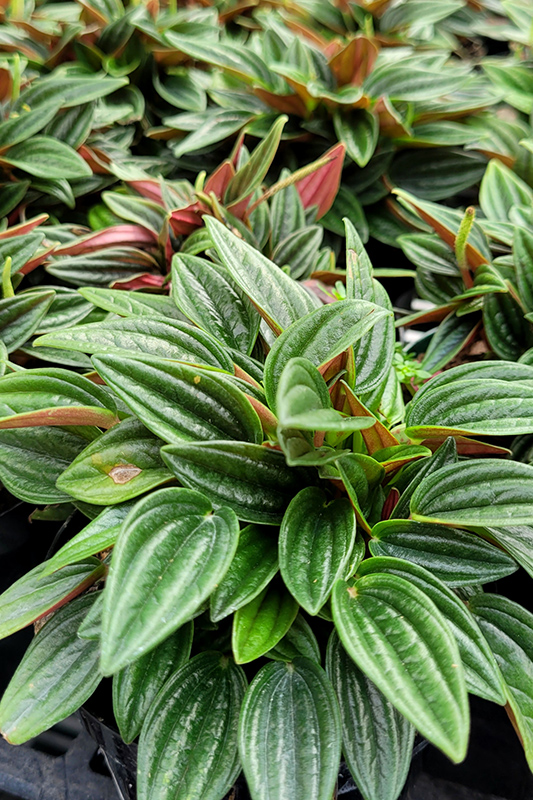 Rosso Peperomia foliage
