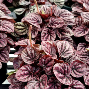 Schumi Red Peperomia in full