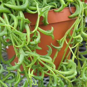 String Of Dolphins foliage