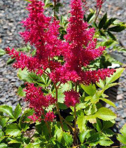 Elisabeth van Veen Astilbe in bloom